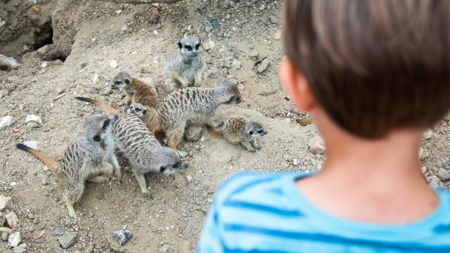 Les suricates de Biotropica dans la partie africaine du parc animalier