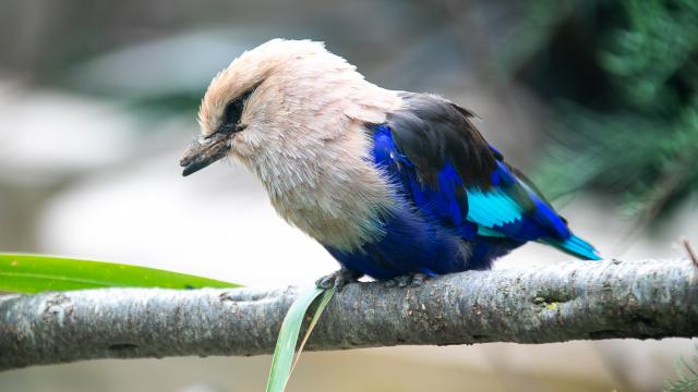 La serre zoologique de Biotropica abrite des oiseaux rares et colorés