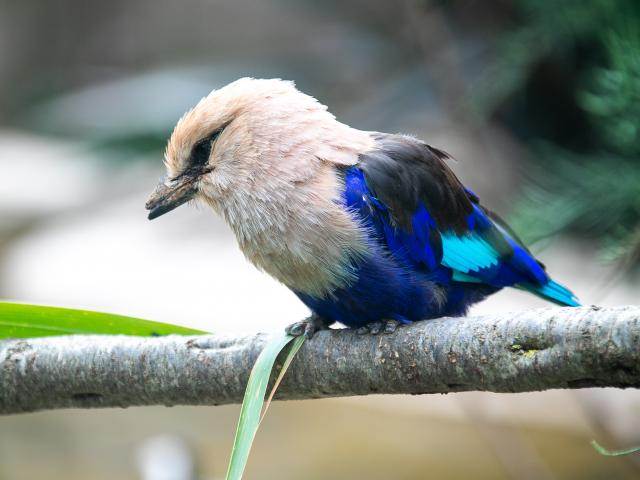 La serre zoologique de Biotropica abrite des oiseaux rares et colorés