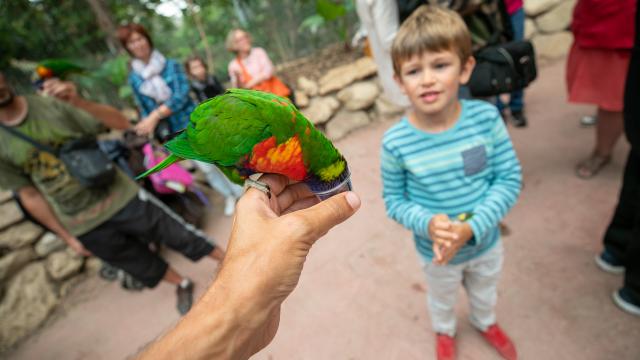 Loriquet au parc animalier Biotropica à Léry-Poses en Normandie