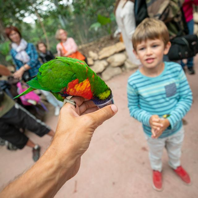 Loriquet au parc animalier Biotropica à Léry-Poses en Normandie