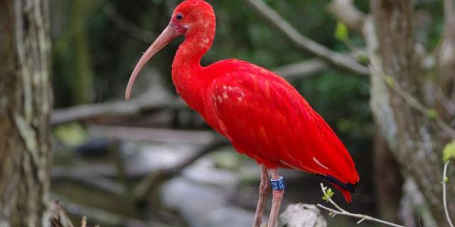 Ibis rouge