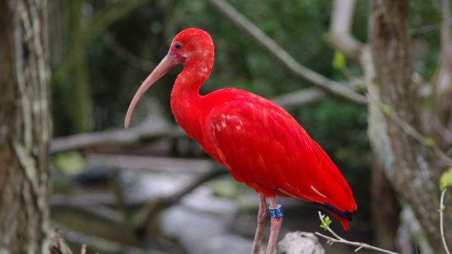 Ibis rouge