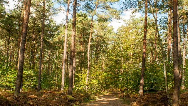 Foretdebordlouviers6©normandie Photo.com