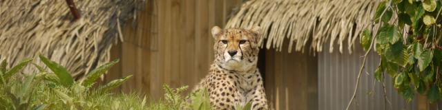 Guépard du zoo Biotropica