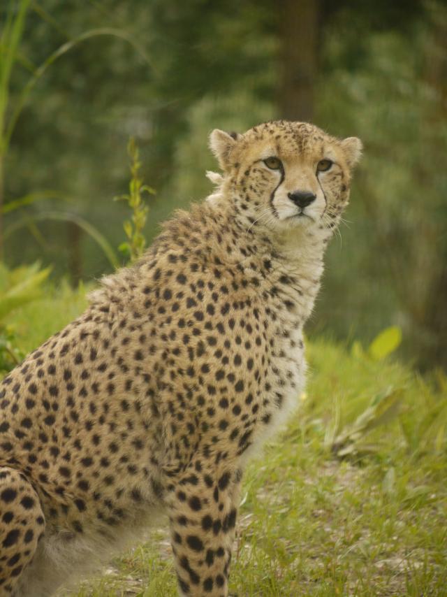 Photo d'un guépard du zoo Biotropica en Normandie - Eure