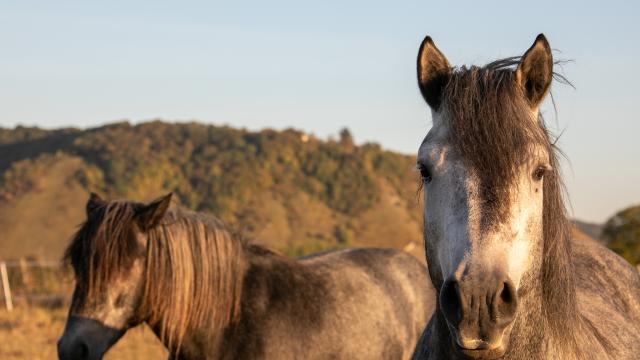 Chevaux sur les coteaux de la vallée de Seine