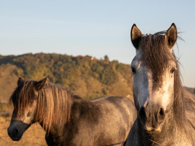 Chevaux sur les coteaux de la vallée de Seine