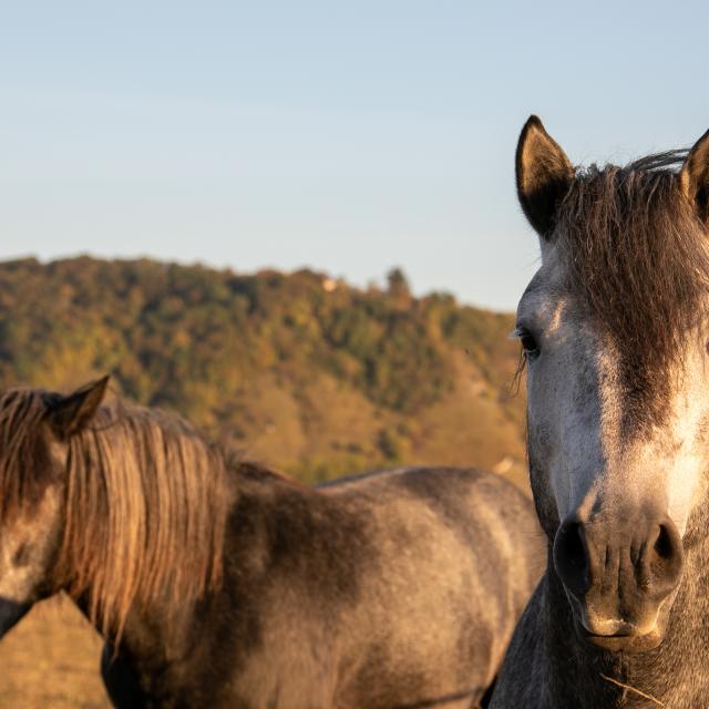 Chevaux sur les coteaux de la vallée de Seine