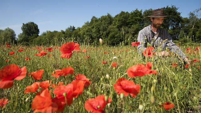 2017 07 Hauts Prés Cueillette Coquelicot ©jean Pierre Sageot (2)