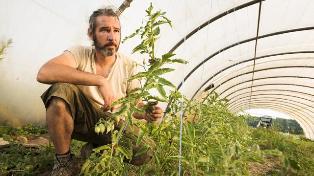 Un cultivateur s'occupe de ses plantes sous une serre en Seine-Eure en Normandie