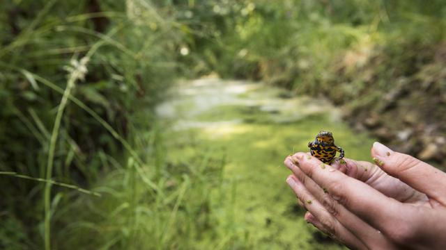 Crapaud sonneur : crapaud noir et jaune dans les marres de Normandie