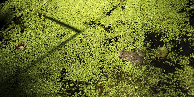 Un crapaud sonneur dans une mare de Normandie