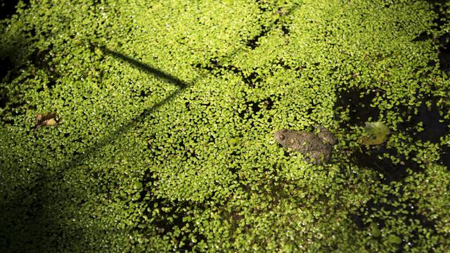 Un crapaud sonneur dans une mare de Normandie