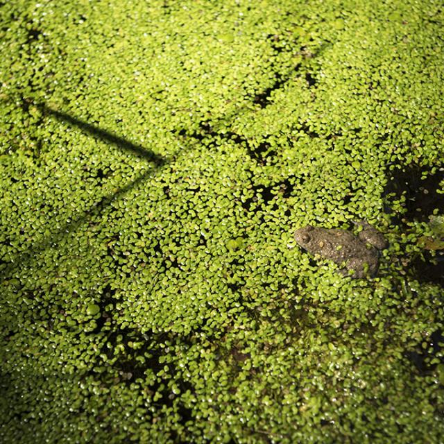 Un crapaud sonneur dans une mare de Normandie