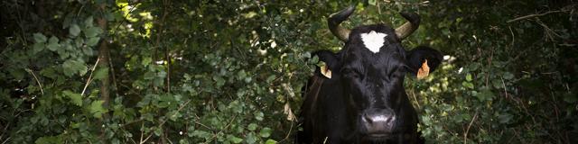 Vache noire et blanche dans des feuillages