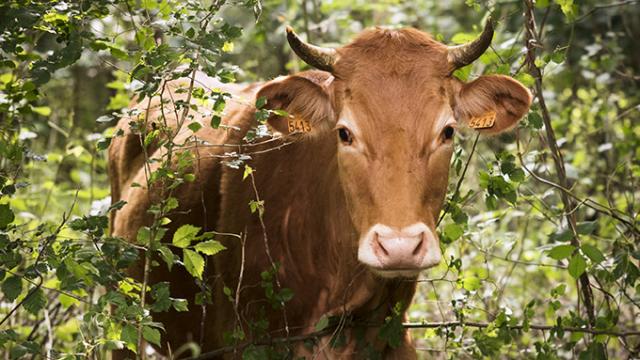 Vache rousse de face dans des feuillages