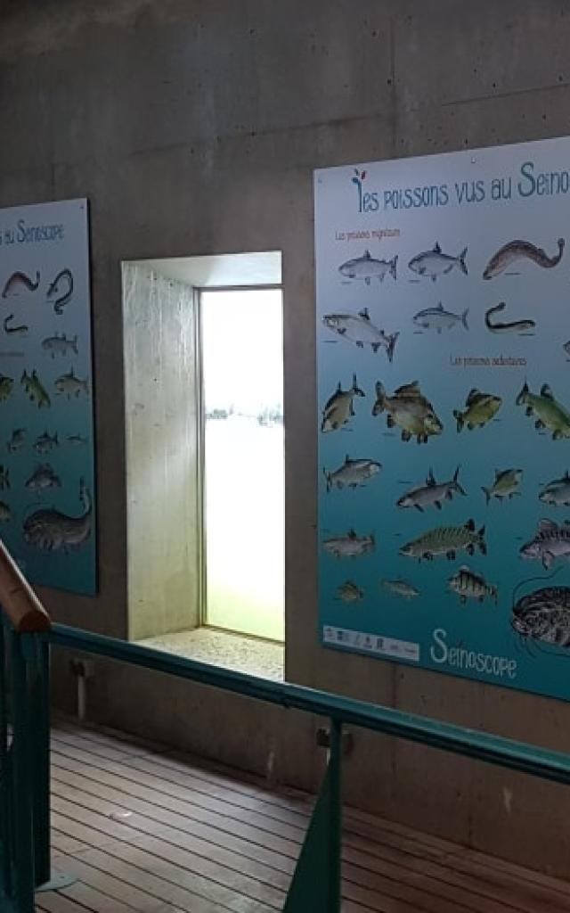 Observatoire de poissons de la seine à Poses en Normandie