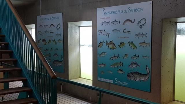 Observatoire de poissons de la seine à Poses en Normandie