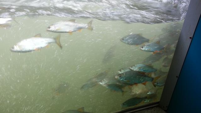 Poissons de la seine observés depuis le Seinoscope de Léry Poses En Normandie