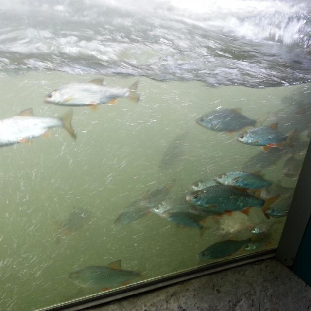 Poissons de la seine observés depuis le Seinoscope de Léry Poses En Normandie