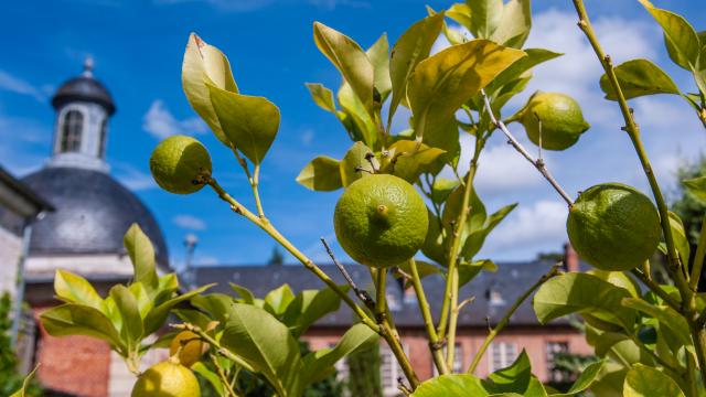 photo du citronnier et ses citrons verts avec l'église en arrière plan du parc du château d'Acquigny