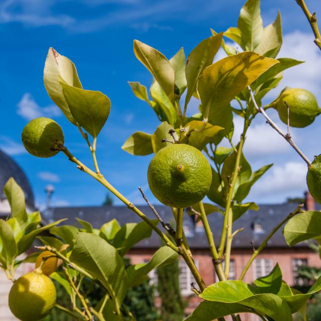 photo du citronnier et ses citrons verts avec l'église en arrière plan du parc du château d'Acquigny