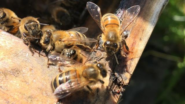 abeilles dans rucher du rucher de cantiers