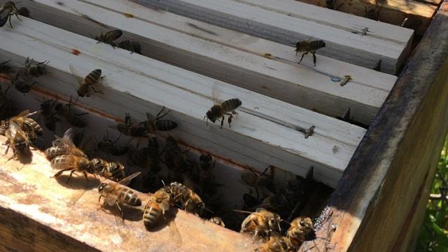 abeilles dans rucher du rucher de cantiers