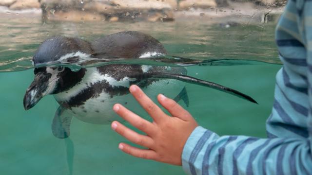 manchot de humboldt nageant devant la Main d'un enfant posée sur la vitre du bassin des manchots à biotropica