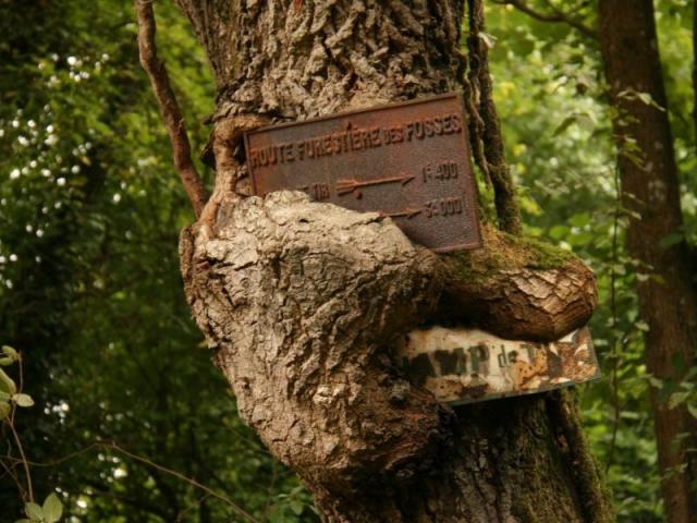 photo d'un chêne ayant engloutit une pancarte De La Forêt De Bord à Louviers dans l'Eure en Normandie