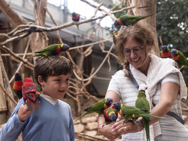 Loriquets de Biotropica