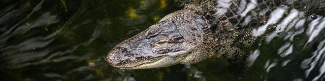 Crocodile nageant dans son bassin chez Biotropica à Val-De-Reuil dans l'Eure en Normandie