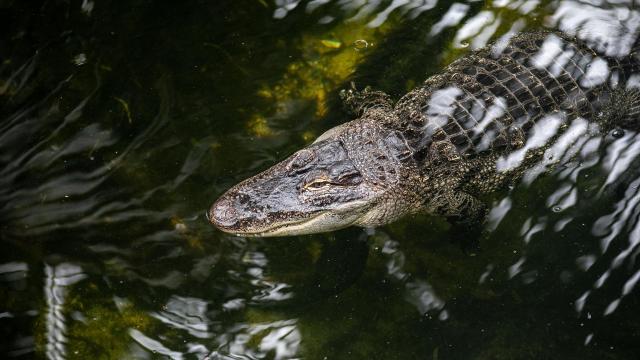 Crocodile nageant dans son bassin chez Biotropica à Val-De-Reuil dans l'Eure en Normandie