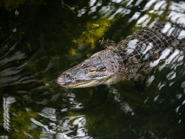 Crocodile nageant dans son bassin chez Biotropica à Val-De-Reuil dans l'Eure en Normandie