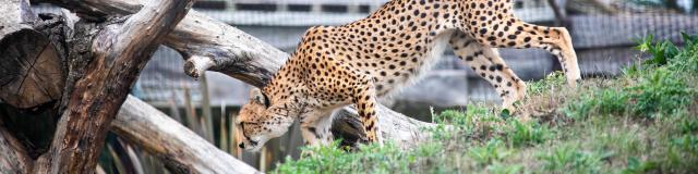 Guépard de profil marchant dans son enclos chez Biotropica à Val-De-Reuil dans l'Eure en Normandie