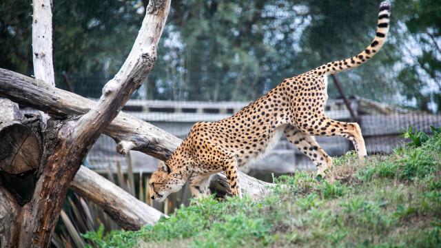 Guépard de profil marchant dans son enclos chez Biotropica à Val-De-Reuil dans l'Eure en Normandie