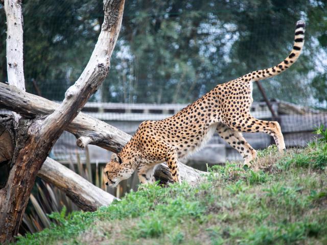 Guépard de profil marchant dans son enclos chez Biotropica à Val-De-Reuil dans l'Eure en Normandie