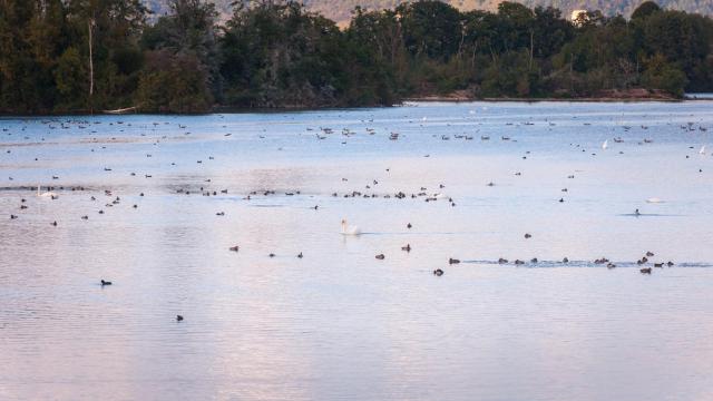 Signes et Oiseaux Sur Le Lac De La Reserve Ornithologique De La grande Noë à Poses dans l'Eure en Normandie