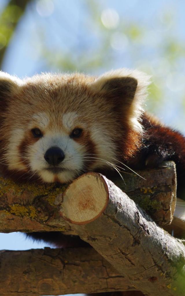 Un panda roux allongé paisiblement sur le ventre, reposant sur une branche dans le zoo Biotropica dans l'Eure en Normandie, entouré d'un feuillage verdoyant sous un éclat de lumière douce.