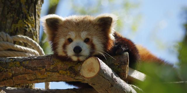 Un panda roux allongé paisiblement sur le ventre, reposant sur une branche dans le zoo Biotropica dans l'Eure en Normandie, entouré d'un feuillage verdoyant sous un éclat de lumière douce.