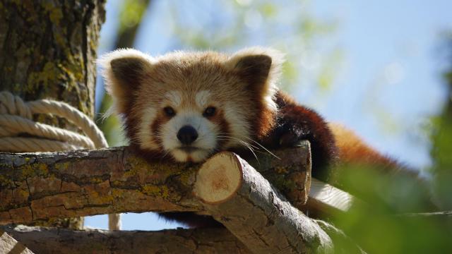 Un panda roux allongé paisiblement sur le ventre, reposant sur une branche dans le zoo Biotropica dans l'Eure en Normandie, entouré d'un feuillage verdoyant sous un éclat de lumière douce.