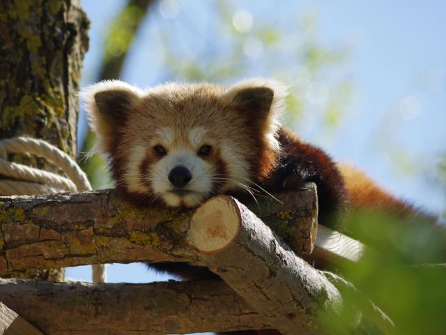 Un panda roux allongé paisiblement sur le ventre, reposant sur une branche dans le zoo Biotropica dans l'Eure en Normandie, entouré d'un feuillage verdoyant sous un éclat de lumière douce.