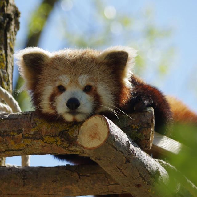 Un panda roux allongé paisiblement sur le ventre, reposant sur une branche dans le zoo Biotropica dans l'Eure en Normandie, entouré d'un feuillage verdoyant sous un éclat de lumière douce.