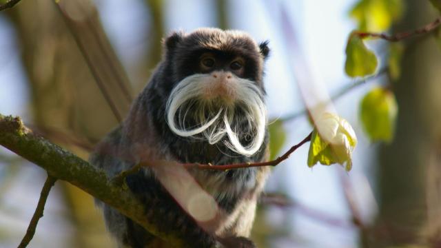 Tamarin Empereur agrippé à une branche d'arbre chez Biotropica à Val-De-Reuil dans l'Eure en Normandie