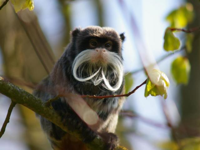 Tamarin Empereur agrippé à une branche d'arbre chez Biotropica à Val-De-Reuil dans l'Eure en Normandie