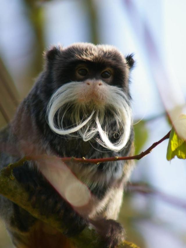 Tamarin Empereur agrippé à une branche d'arbre chez Biotropica à Val-De-Reuil dans l'Eure en Normandie