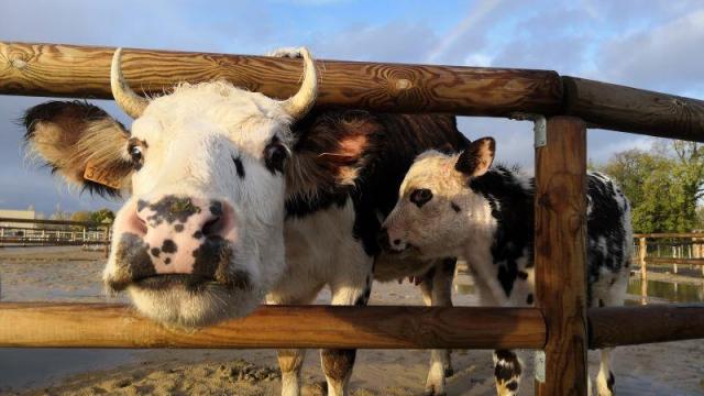 photo d'une Vache et son veau dans leur enclos chez Anymania à Val-De-Reuil dans l'Eure en Normandie