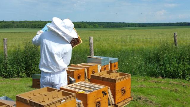 Apiculteur Mes Abeilles