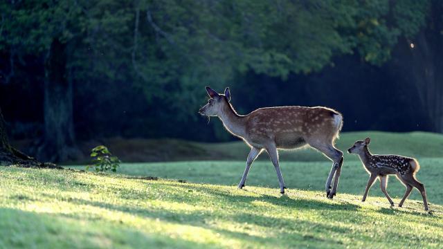 Biche Et Faon Pixabay Deer